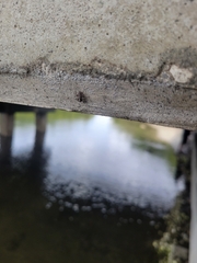 Menemerus bivittatus