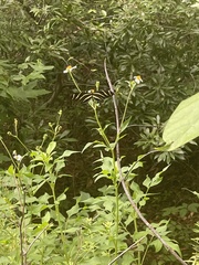 Heliconius charithonia