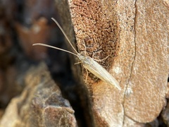 Trichoptera