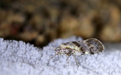 Trichadenotecnum majus