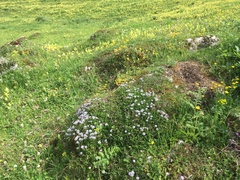 Globularia cordifolia