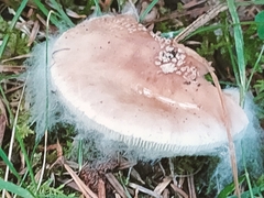 Amanita rubescens