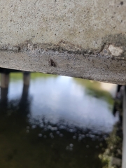 Menemerus bivittatus