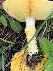 Floccularia luteovirens