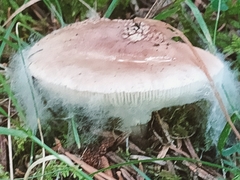 Amanita rubescens