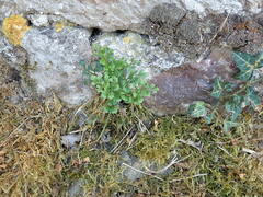 Asplenium ruta-muraria