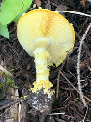 Floccularia luteovirens