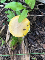 Floccularia luteovirens