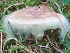 Amanita rubescens
