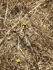 Hemizonia congesta lutescens