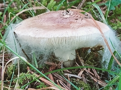 Amanita rubescens