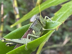Schistocerca