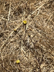 Hemizonia congesta lutescens