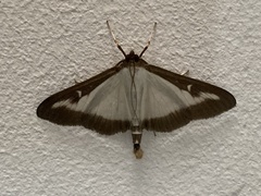 Cydalima perspectalis