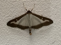 Cydalima perspectalis