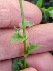 Triodanis perfoliata