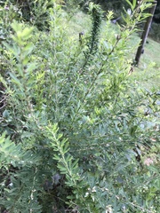 Lespedeza cuneata