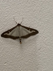 Cydalima perspectalis