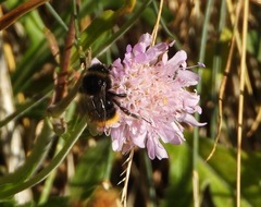 Bombus ruderarius