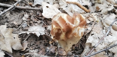 Gyromitra gigas
