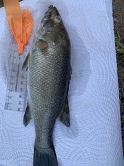 Micropterus dolomieu