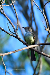 Myiarchus yucatanensis