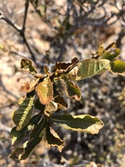 Gardenia resiniflua