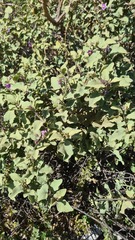 Solanum tomentosum
