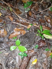 Hoplobatrachus chinensis