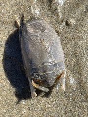 Emerita analoga