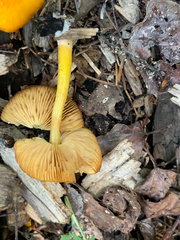 Pluteus romellii