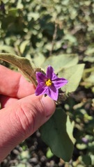 Solanum tomentosum