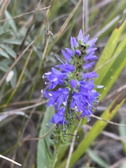 Veronica steppacea