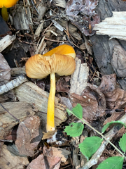 Pluteus romellii
