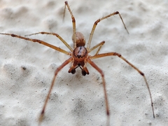 Linyphia triangularis