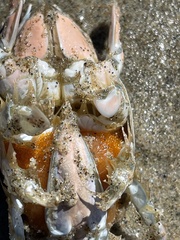 Emerita analoga