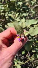 Solanum tomentosum