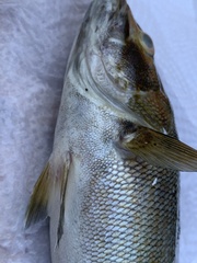 Micropterus dolomieu