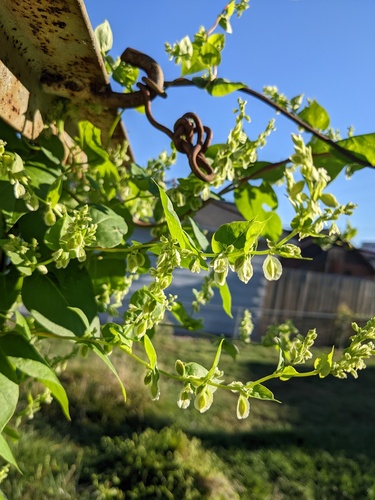 Climbing false buckwheat (Fallopia scandens)
