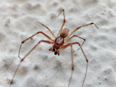 Linyphia triangularis