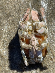 Emerita analoga