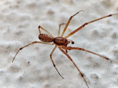 Linyphia triangularis