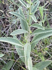 Veronica steppacea