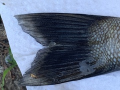 Micropterus dolomieu