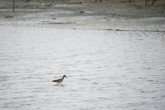 Tringa totanus ussuriensis