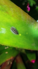 Triboniophorus graeffei