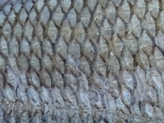 Micropterus dolomieu