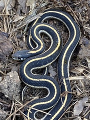 Thamnophis elegans elegans