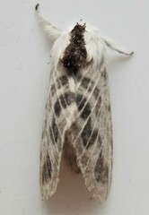 Tolype velleda