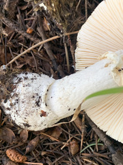 Amanita pantherina